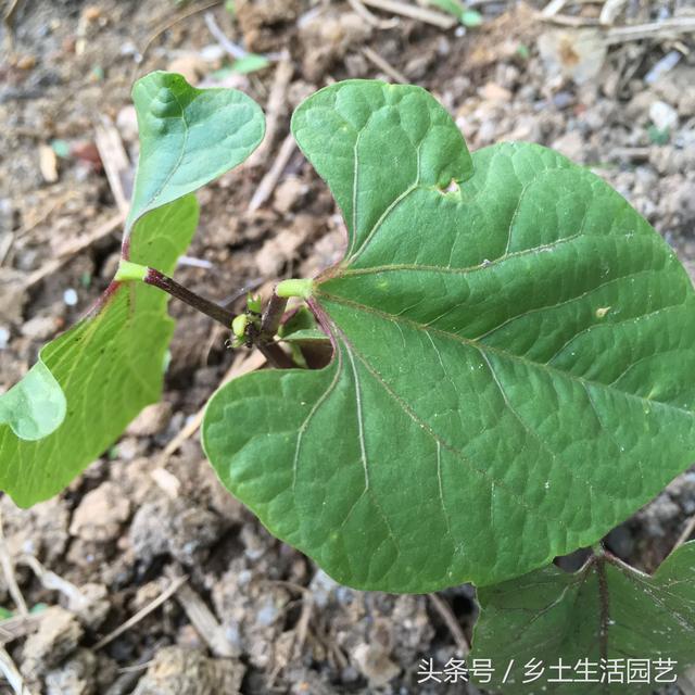 这些蔬菜，夏秋季都吃不完，你家种植了几种？现在播种还不晚