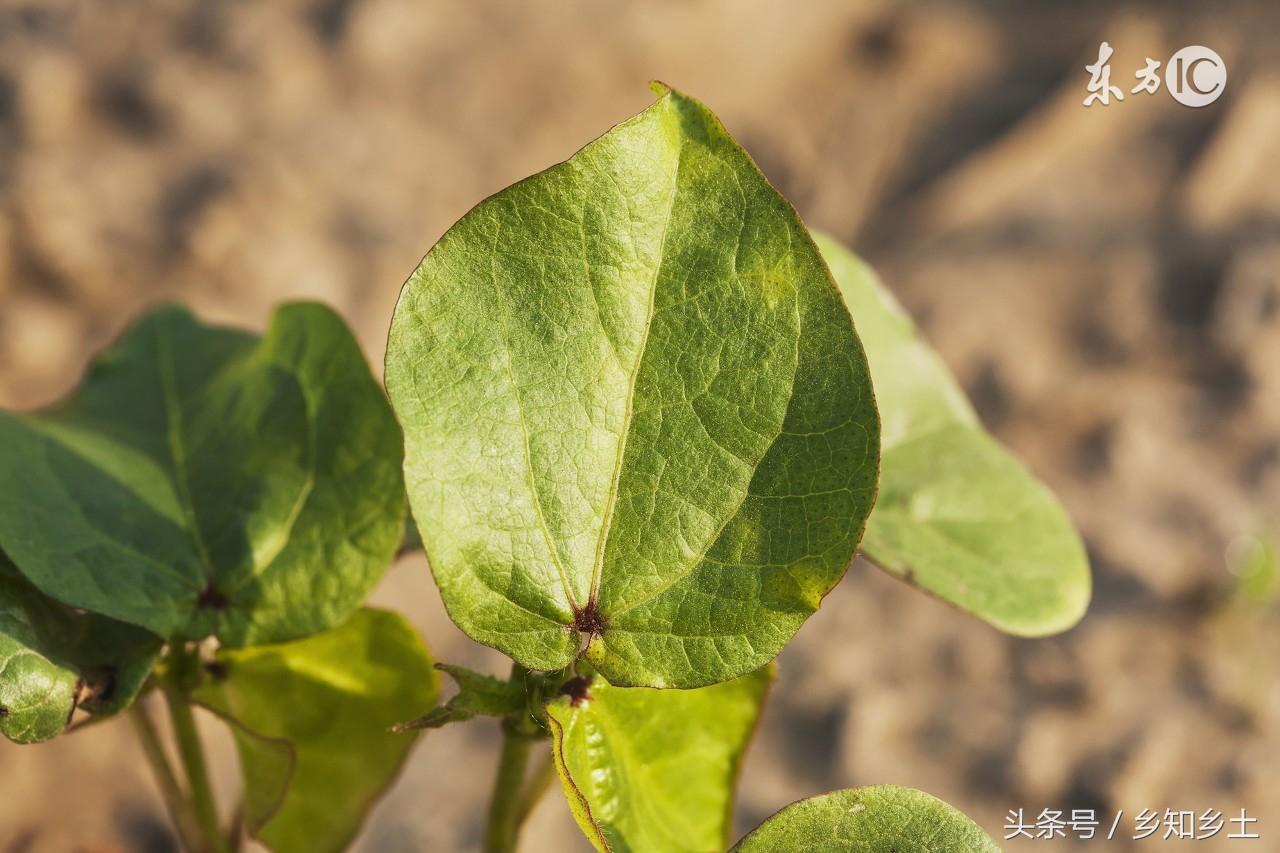 棉花种植时要学习的播种与保苗技术，好的开始等于成功了一半