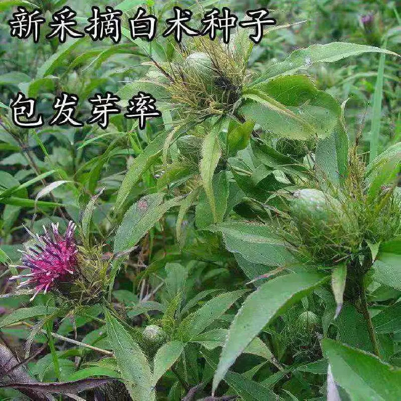 白术种植技术网_种植白术网技术怎么样_白术种植视频技术