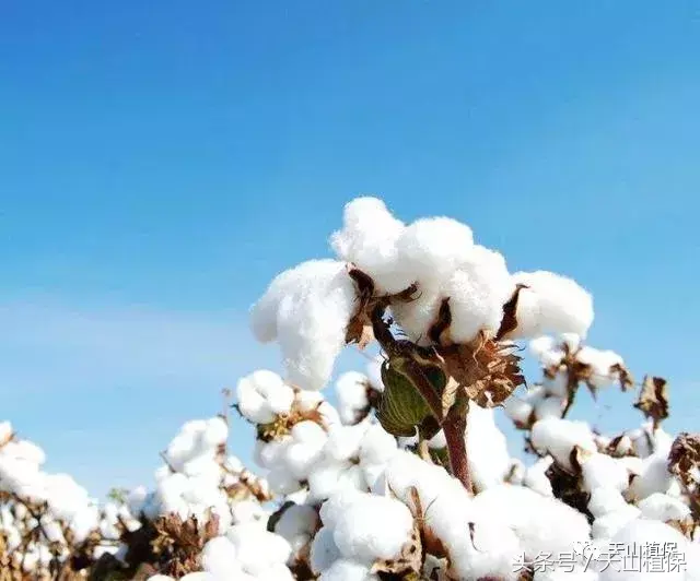 掌握棉花种植的6大技巧，棉花不高产都难