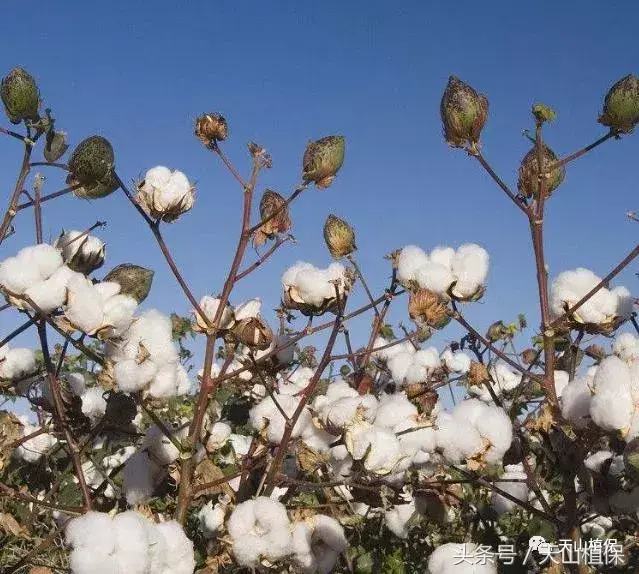 棉花种植技术简单_棉花种植简单技术视频_棉花种植步骤