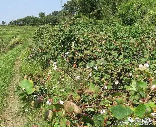 棉花种植步骤_棉花种植技术简单_棉花种植简单技术视频