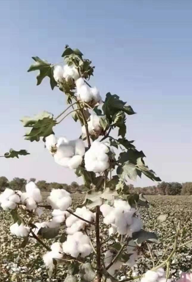 棉花的种植条件以及种植技术