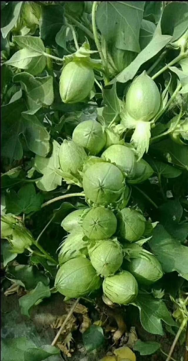 棉花种植步骤_棉花种植简单技术视频_棉花种植技术简单