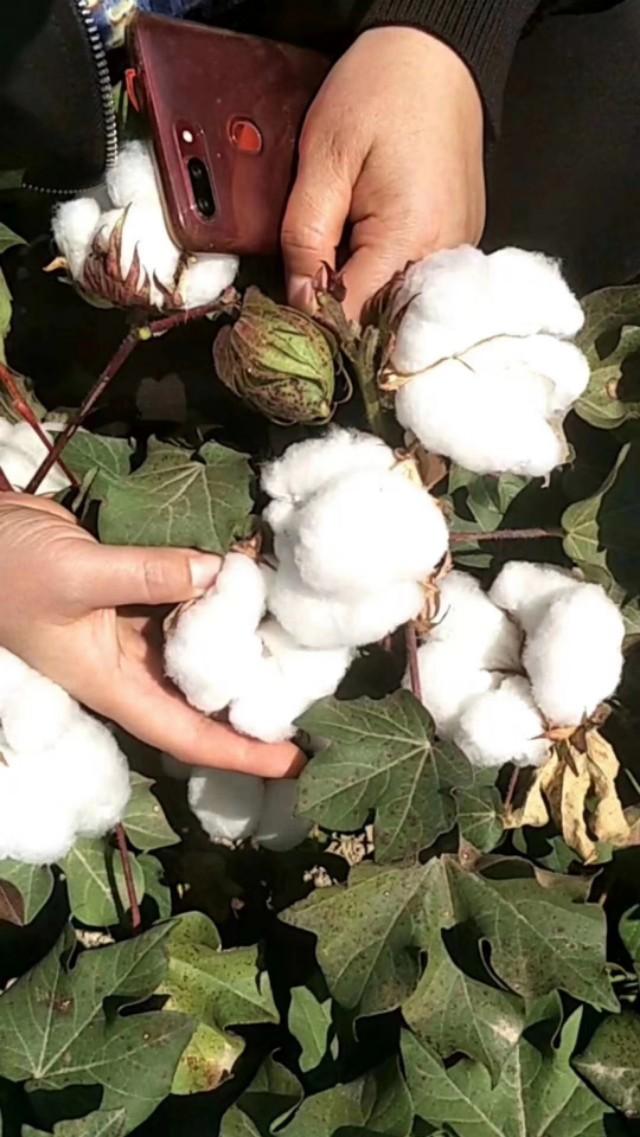 棉花种植步骤_棉花种植技术简单_棉花种植简单技术视频