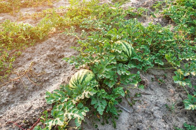 大棚早熟西瓜栽培技术重点环节分析，提高农户种植水平