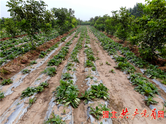 石家庄鹿泉区黄壁庄镇：中药材种植开辟致富路 助农增收奔小康