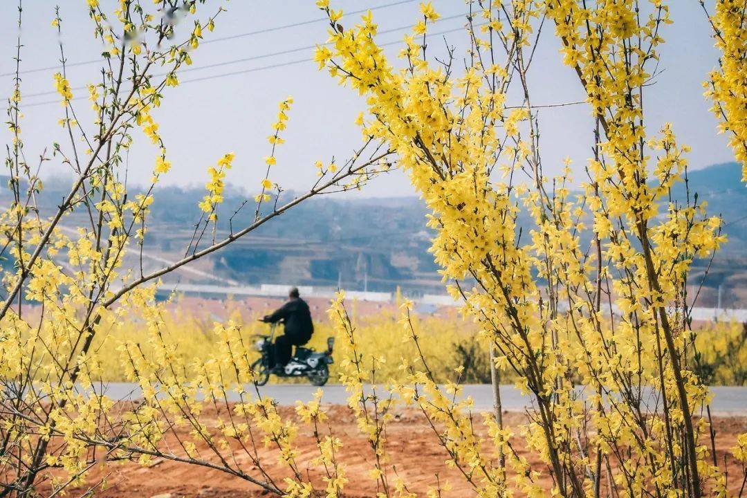 【展扶贫成效】种下中药材 铺就致富路