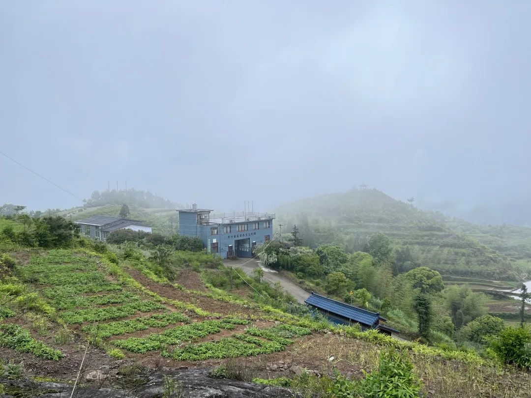 中药种植赚钱_种植中药快速致富_致富药材种植