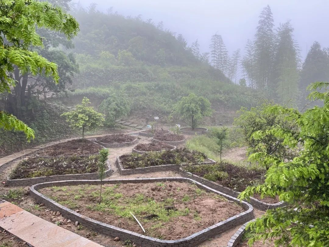 种植中药快速致富_中药种植赚钱_致富药材种植