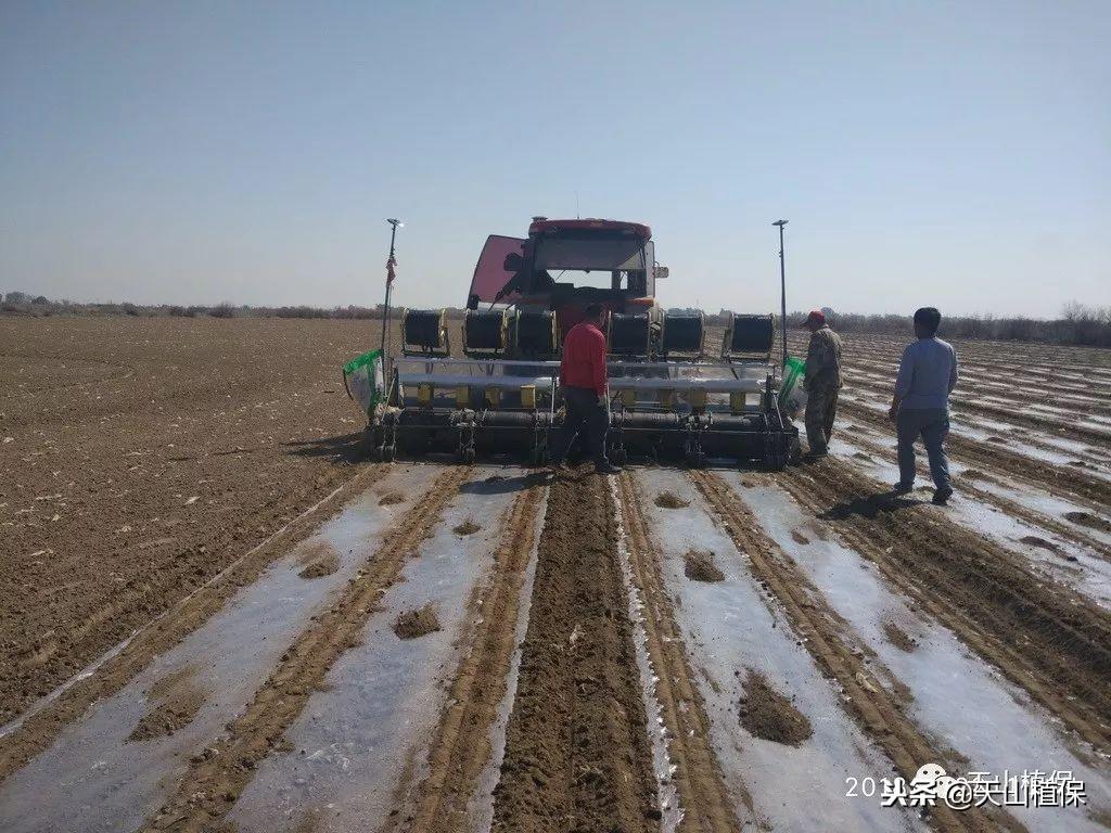 你种植棉花的时间和方法是否都是正确的？赶快来学习一下吧