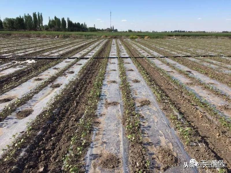 棉花种植简单技术有哪些_棉花种植步骤_棉花种植技术简单