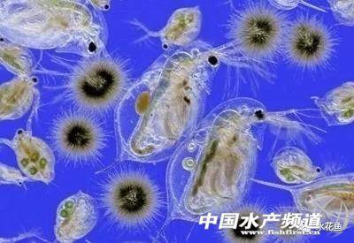 自制乌龟养殖箱的材料_中华蜜蜂格子箱养殖吧_水花网箱养殖技术