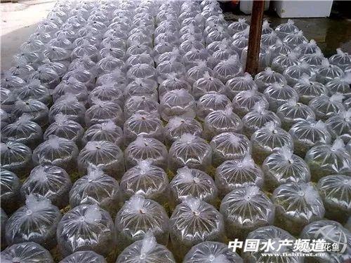 中华蜜蜂格子箱养殖吧_自制乌龟养殖箱的材料_水花网箱养殖技术