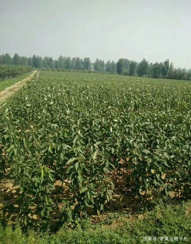 致富经樱桃种植视频_致富种植大樱桃_种植大樱桃利润如何