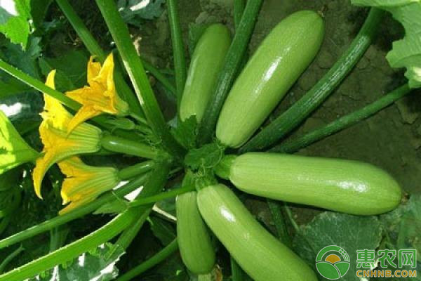 致富葫芦种植视频_致富经葫芦种植_葫芦种植效益