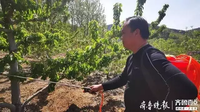 致富种植樱桃大棚视频_致富经樱桃种植视频_致富种植大樱桃