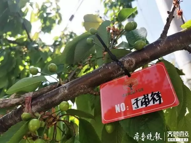 致富经樱桃种植视频_致富种植樱桃大棚视频_致富种植大樱桃