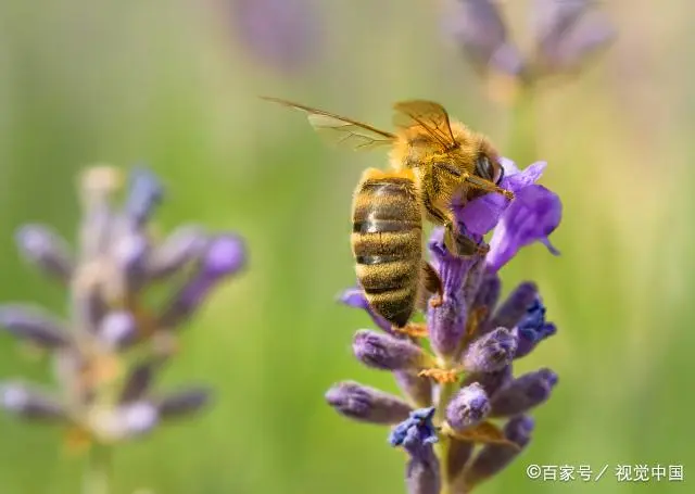 蜂箱的养殖方法视频_壁蜂养殖技术_蜂的养殖教程视频