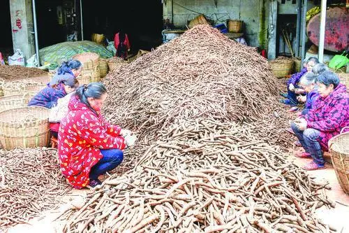 中江集凤镇做强中药材特色产业走好农旅融合致富路