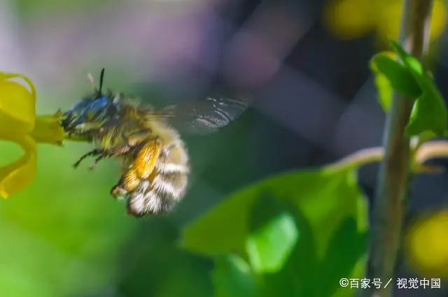 中蜂发展面临的问题有哪些？从个人到全养蜂业，养蜂人告诉你