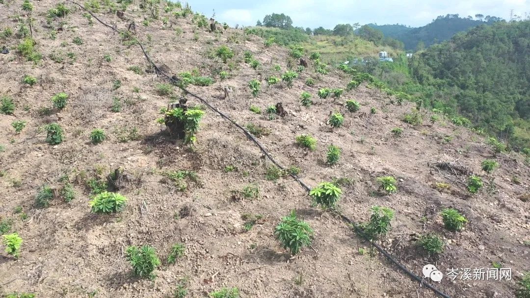 农村致富经中药材种植_中药材种植致富_乡村种植中药致富