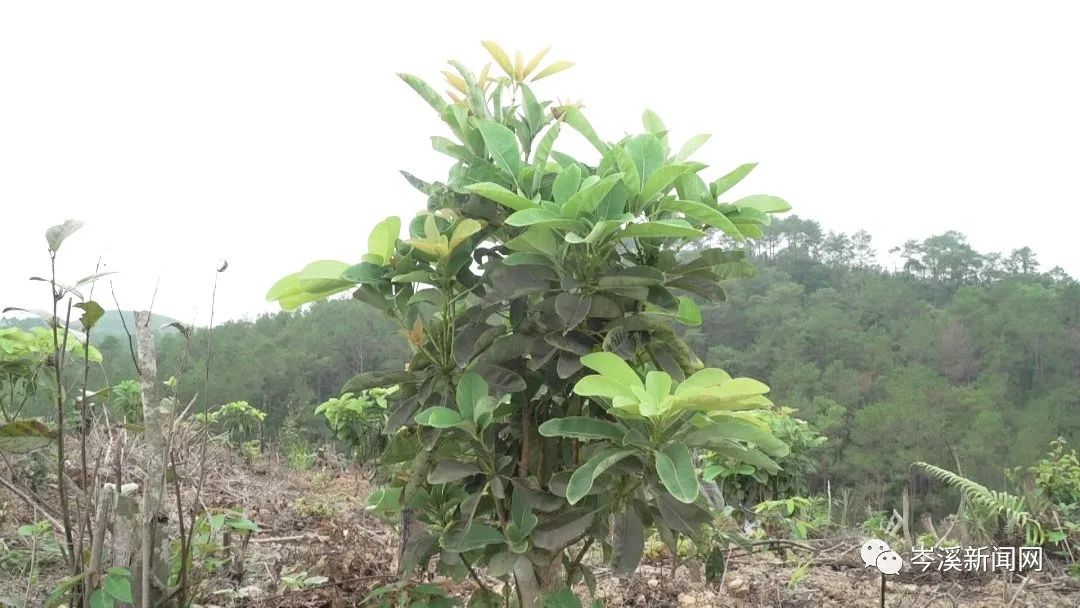 乡村种植中药致富_农村致富经中药材种植_中药材种植致富