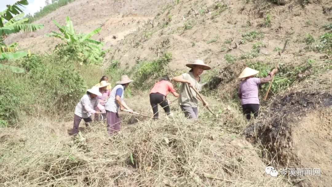 乡村种植中药致富_中药材种植致富_农村致富经中药材种植