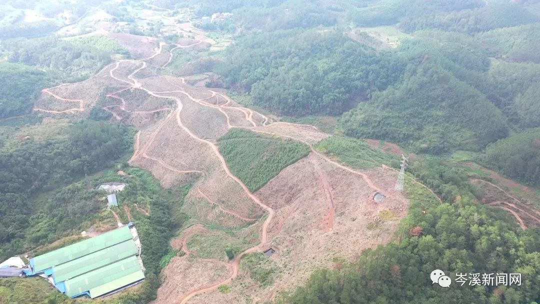 农村致富经中药材种植_乡村种植中药致富_中药材种植致富