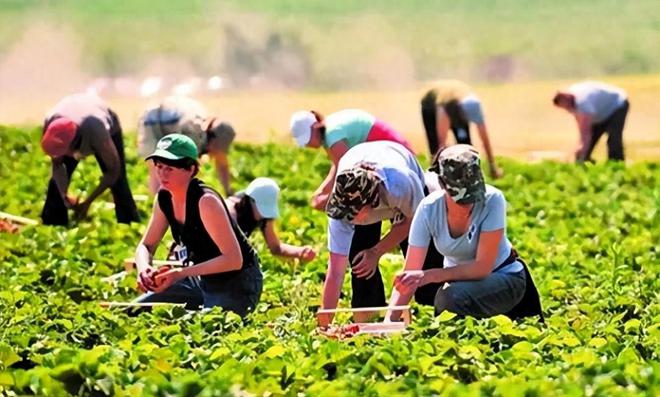 农民育种专家王致富_致富经王志农博园_农广天地致富技术