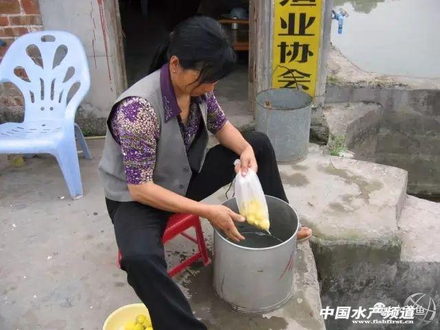 养殖沼水蛙技术_水花网箱养殖技术_养殖水体的水体调控技术