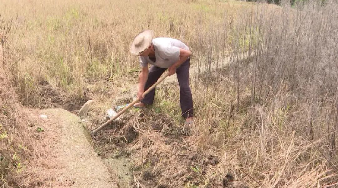 农村5个药材种植致富项目_乡村种植中药致富_农村致富经中药材种植