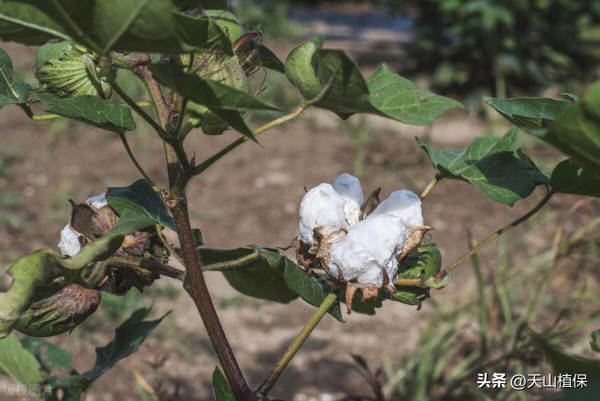 棉花种植简单技术视频_棉花种植技术宝典_棉花种植技术简单