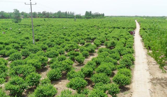 种植金银花需要什么条件_种植金银花家庭技术要求_家庭金银花种植技术