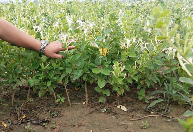 种植金银花需要什么条件_家庭金银花种植技术_种植金银花家庭技术要求