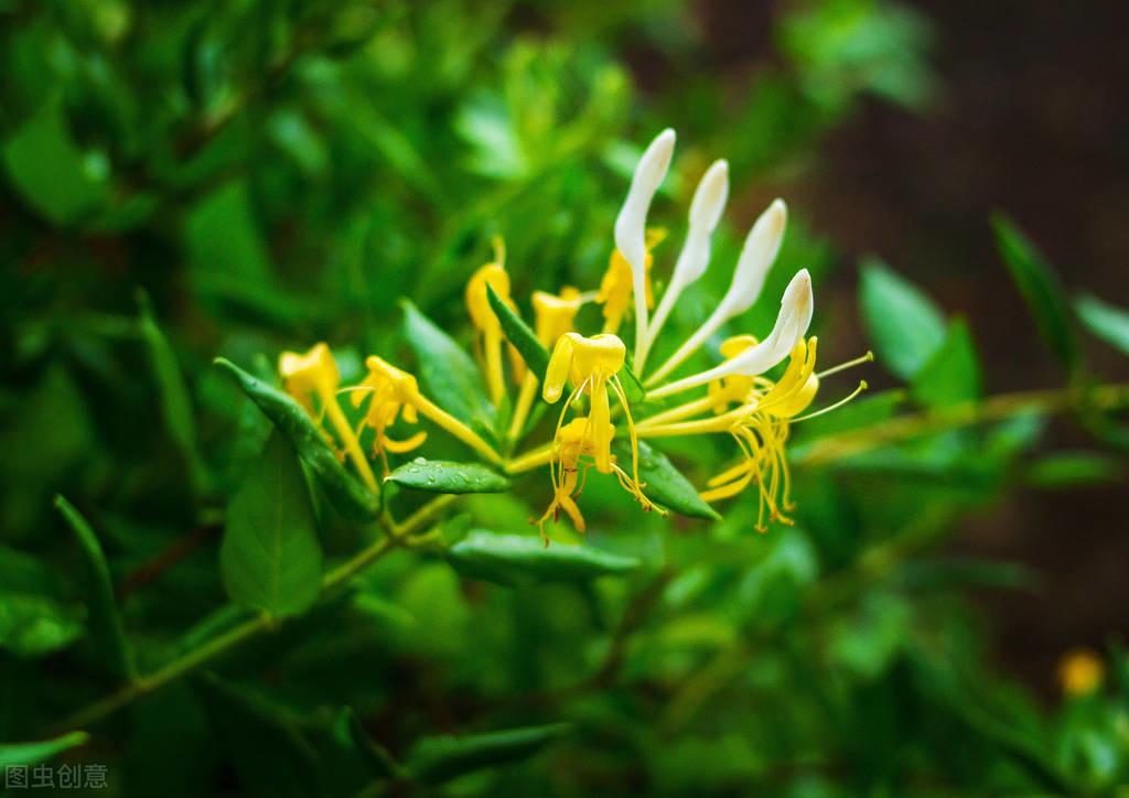 种植金银花方法_家庭金银花种植技术_种植金银花家庭技术视频