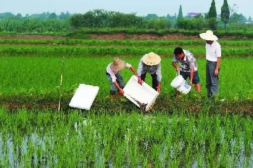 稻田泥鳅的养殖技术_稻田养泥鳅技术视频_稻田里养殖泥鳅