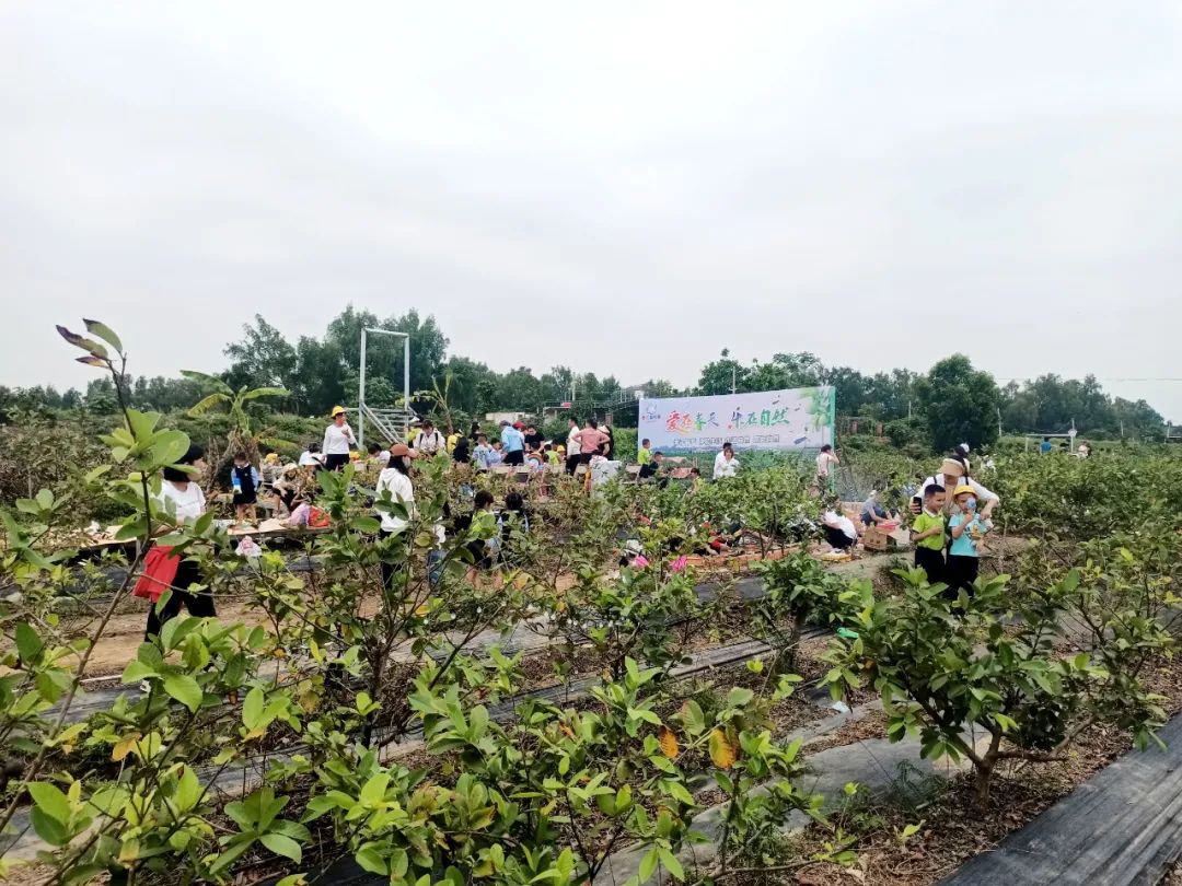 致富经种植番石榴_致富石榴种植视频_致富石榴种植方法