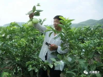 致富石榴种植方法_石榴的种植前景与收益_致富经种植番石榴