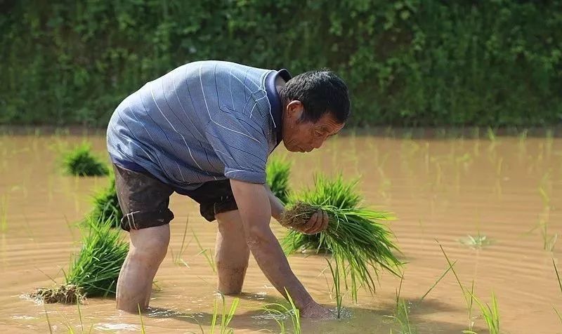 致富经种植水稻视频_致富水稻种植机有哪些品牌_致富经有机水稻种植