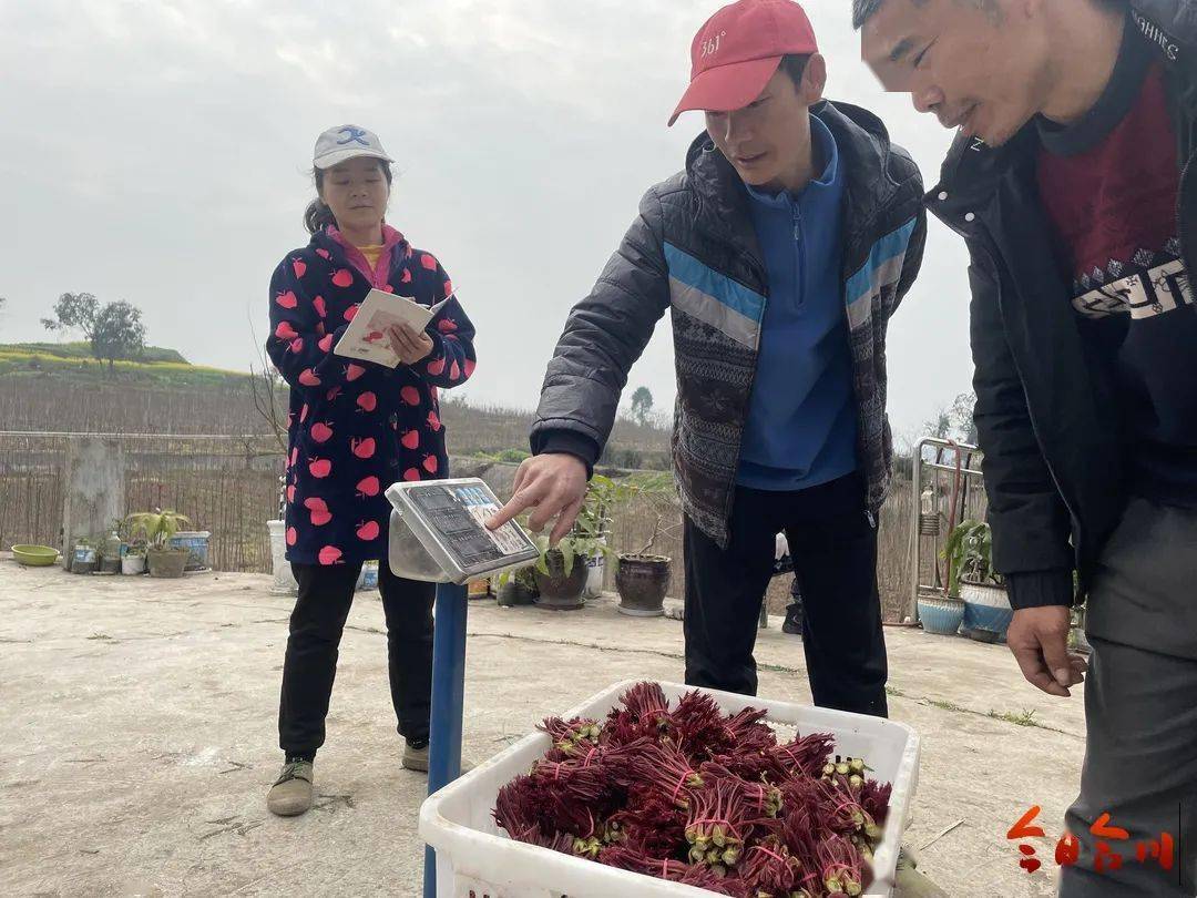 种植椿芽树前景如何_椿芽种植视频_椿芽种植技术