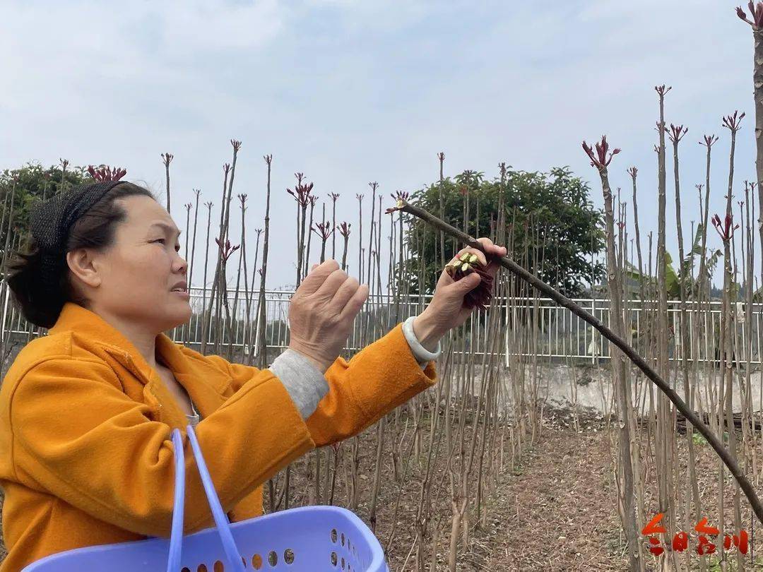 椿芽种植技术_椿芽种植视频_种植椿芽树前景如何