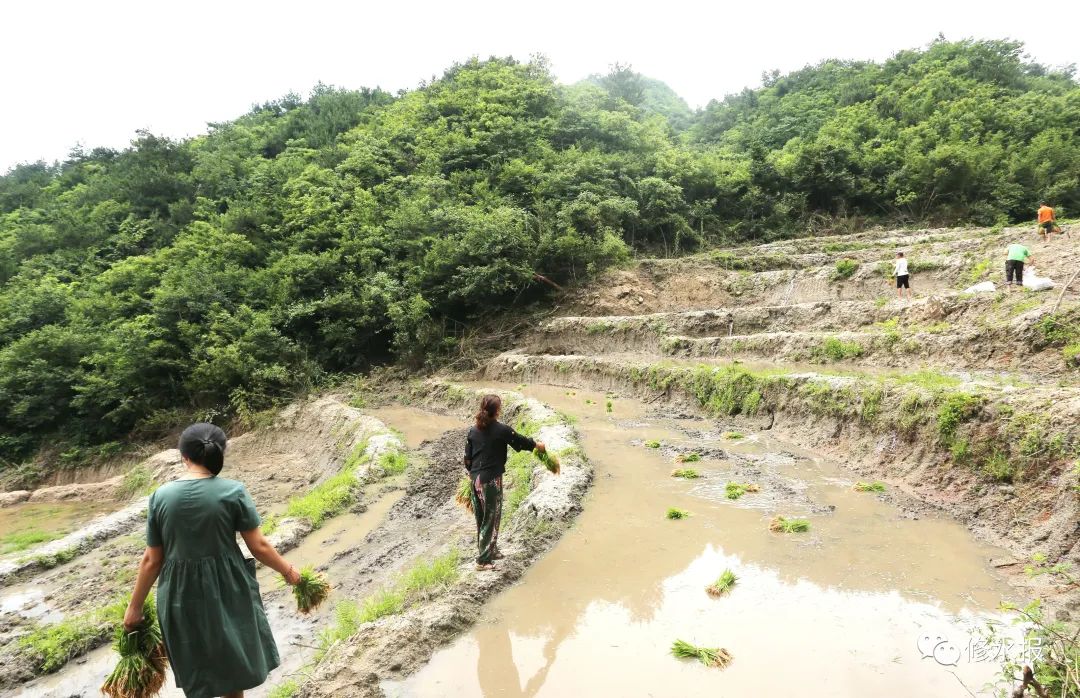 致富经有机水稻种植_种植水稻的机器_现代水稻种植机器设备有哪些