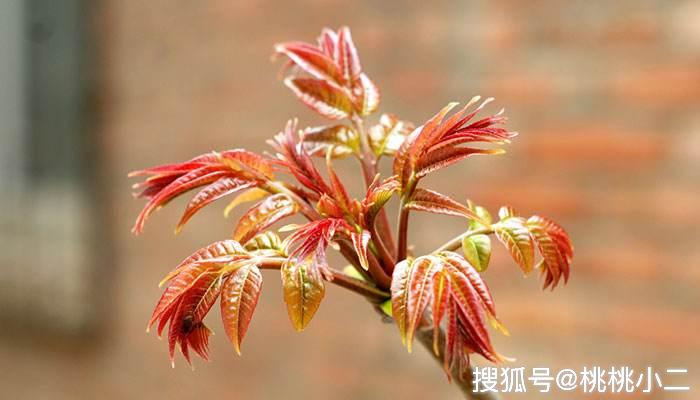 香椿芽苗菜无土栽培技术