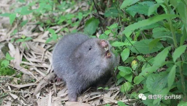 仿野生竹鼠现阶段饲养方式的探讨