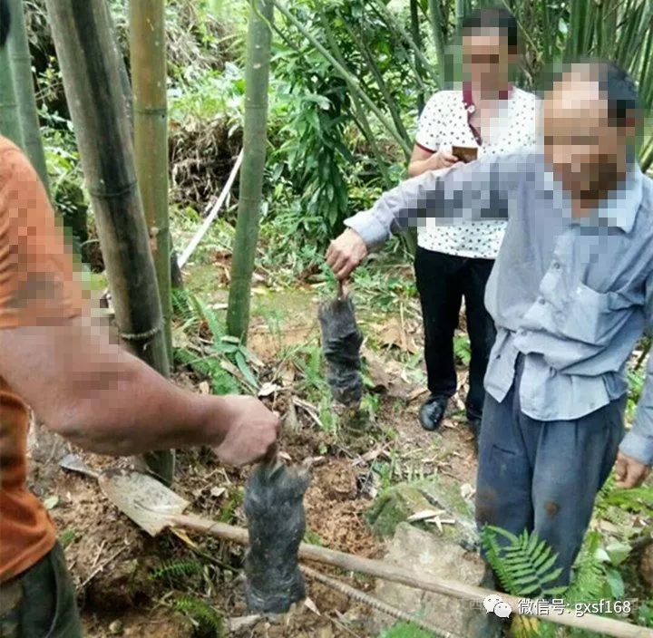 致富经仿野生养殖竹鼠_仿野生养殖竹鼠场地建设_野外放养养殖竹鼠视频