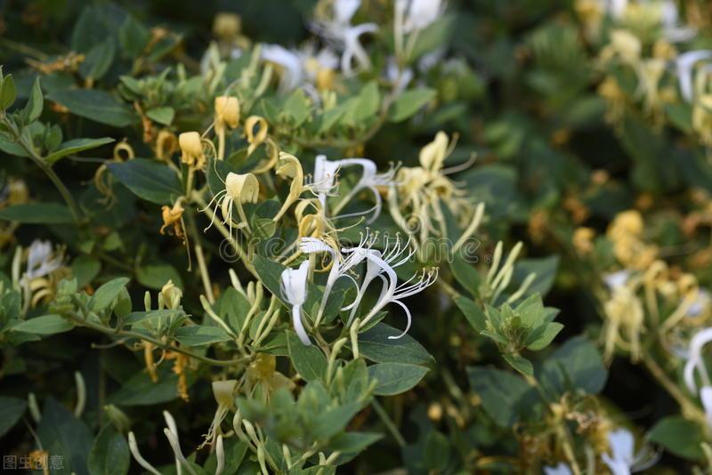 种植金银花家庭技术要求_种植金银花需要什么条件_家庭金银花种植技术