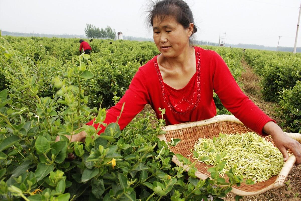 种植金银花需要什么条件_种植金银花家庭技术要求_家庭金银花种植技术