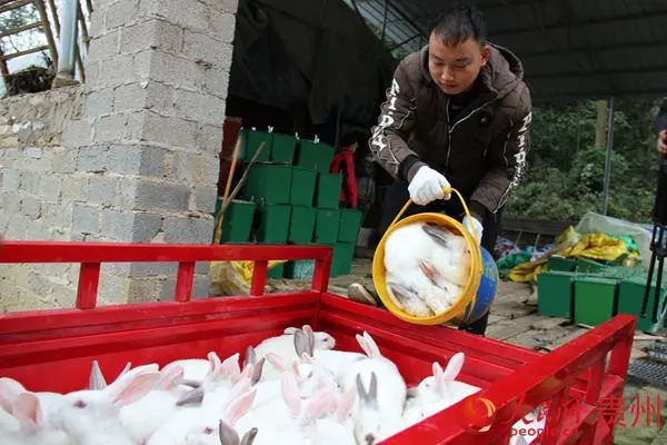 致富经创业项目农村养殖肉兔_肉兔养殖技术视频教程_肉兔养殖视频致富经历