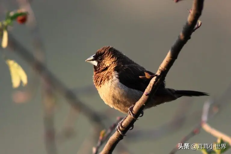 我国可以合法笼养的鸟有几种？只有九种！常见的可不一定合法